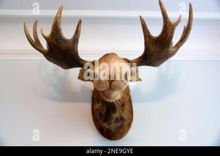 Blick auf den gefüllten Elchkopf an der Wand des Jägerhauses, Nahaufnahme. Stockfoto