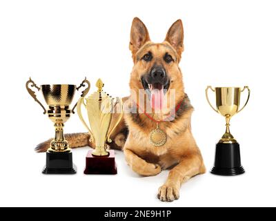 Süßer deutscher Hirtenhund mit Goldmedaille und Trophäenbechern auf weißem Hintergrund Stockfoto