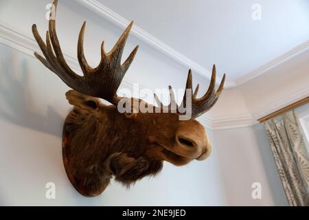 Blick auf den ausgestopften Elchkopf an der Wand des Jägerhauses. Stockfoto