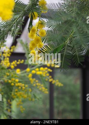 Nahaufnahme von hinterleuchteten gelben Mimosenblumen und Laub in einem britischen Gewächshaus im Winter (Acacia dealbata) Stockfoto