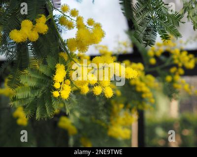 Nahaufnahme von flauschigen gelben Mimosenblüten (Acacia dealbata) in einem britischen Gewächshaus im Februar Stockfoto