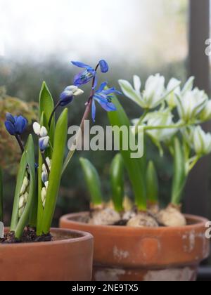 Nahaufnahme von Scilla siberica (Sibirische Squill) und Ornithogalum balansae (Stern von Bethlehem) Frühlingszwiebeln in kleinen Terrakotta-Töpfen, die im Winter aufgenommen wurden Stockfoto