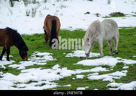 Einheimische Pferde aus dem Norden Portugals nannten sie Garranos, die auf einer verschneiten Wiese weiden Stockfoto