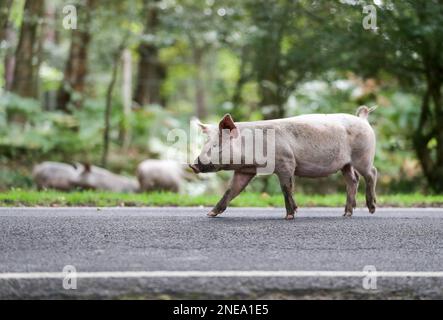 Datei Foto vom 10.09/18, von Hausschweinen, die am ersten Tag von Pannage, oder „Common of Mast“, an der Straße in der Nähe von Burley in Hampshire herumwandern, wo die Tiere im New Forest wandern dürfen. Schinken, der aus Schweinen hergestellt wurde, die während der „Pannagesaison“ in den New Forest freigesetzt wurden, wurde der Schutzstatus erhalten, der den Schweinepflanzen Melton Mowbray und Welsh Lauch vergleichbar ist. New Forest Pannage Schinken genießt nun in ganz Großbritannien den Status einer geschützten geografischen Angabe (g. g. A.), so dass die Verbraucher darauf vertrauen können, dass das von ihnen gekaufte Erzeugnis echt ist und die Erzeuger vor Nachahmungen geschützt sind. ICH Stockfoto