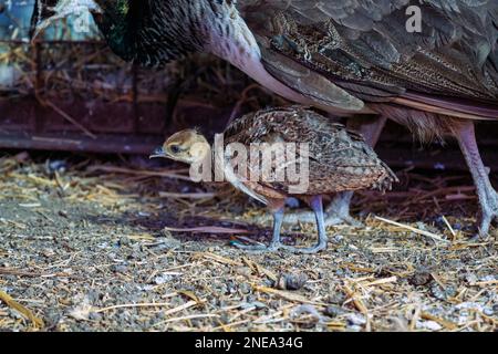 Blick auf den Pfau und ihre kleine Braut, Nahaufnahme. Pavo cristatus oder Peafowl im Vogelhaus. Stockfoto