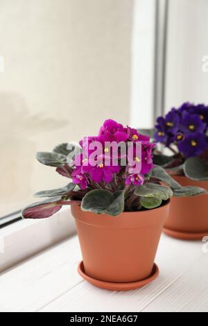 Wunderschöne Veilchen auf weißem Holzfenster. Empfindliche Zimmerpflanzen Stockfoto