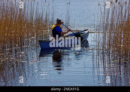 Ein Mann in einem Kanu, der auf einem See durch Schilf paddelt. Stockfoto