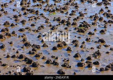 Der Schneckenwurm (Arenicola Marina) wirft auf feuchten Sand an einem Strand im Westen Schottlands. Stockfoto