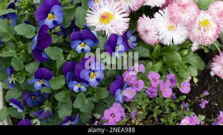 Frühling Blumen Stockfoto