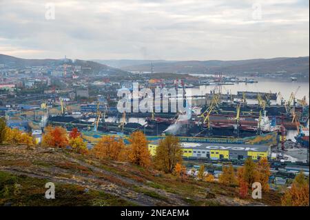 MURMANSK, RUSSLAND - 17. SEPTEMBER 2021: Kommerzieller Seehafen Murmansk. Kola-Bucht. Ein Handelshafen im Herbst, viele Schiffe in der Bucht, mit gelben Bäumen A. Stockfoto