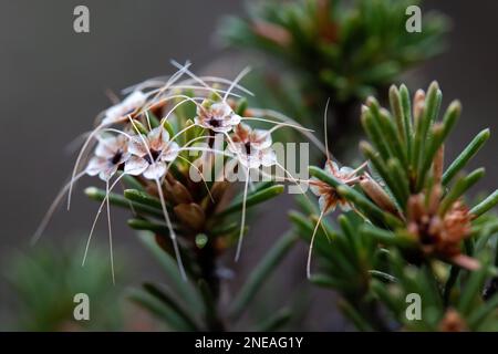 Eine Nahaufnahme der blühenden Erica Canaliculata-Blume Stockfoto