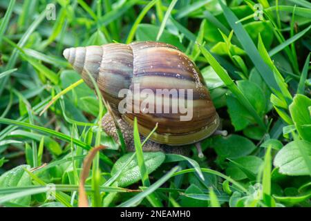 Nahaufnahme der riesigen afrikanischen Schnecke (Achatina fulica) auf grünem Gras. Die Spezies stellt ein Gesundheitsrisiko für den Menschen dar, da sie den Lungenparasiten k der Ratte tragen Stockfoto
