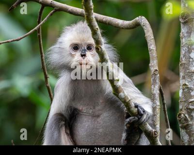 Dusky Leaf Affe, Trachypithecus obscurus, ein wunderschöner Affe aus Südostasien Stockfoto