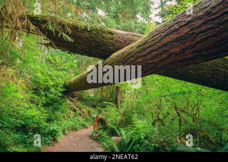 Hall von Moosen in den Hoh Regenwald der Olympic National Park, Washington, USA. Stockfoto