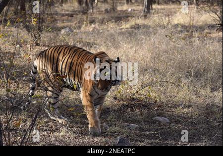 Ein männlicher wilder königlicher Bengalischer Tiger, der durch Bäume im Dschungel des Ranthambhore-Nationalparks in Rajasthan Indien spaziert Stockfoto