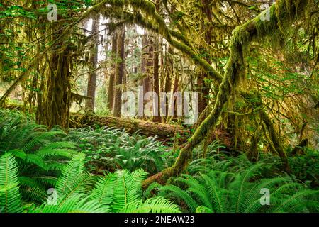 Hall von Moosen in den Hoh Regenwald der Olympic National Park, Washington, USA. Stockfoto