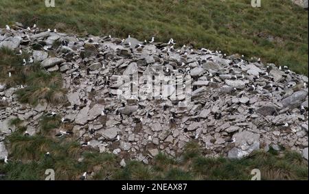 Schwarzbraun-Albatross und Rockhopper-Pinguine Stockfoto