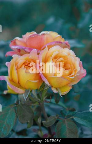 Ein Blumenstrauß in Blüte Stockfoto