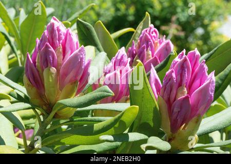 Rhododendron in Blüte während der Sommerzeit in Nordostfrankreich Stockfoto