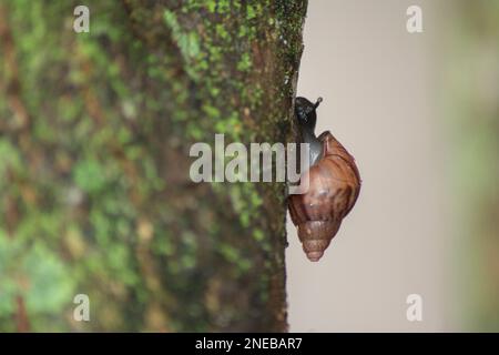 Silhouette der Riesenschnecke (Achatina fulica) auf dem Baumstamm. Durch das Tragen des Lungenwurms der Parasiten der Ratte ein ernstes Gesundheitsrisiko für den Menschen darstellen, Stockfoto