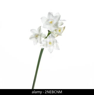 Weiße Blume von Narcissus papyraceus, isoliert auf weißem Hintergrund, gebräuchlicher Name paperwhite Stockfoto