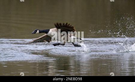 Ein erwachsener Kanadier-Gans (branta canadensis) zieht über einen See in Kent, England. Stockfoto