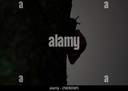 Silhouette der Riesenschnecke (Achatina fulica) auf dem Baumstamm. Durch das Tragen des Lungenwurms der Parasiten der Ratte ein ernstes Gesundheitsrisiko für den Menschen darstellen, Stockfoto