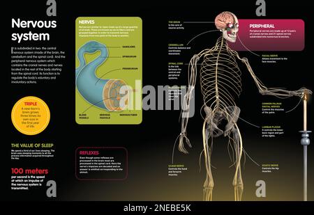 Infografik, die das zentrale und periphere Nervensystem beschreibt, das für die Kommunikation der Organe der Sinne mit dem Gehirn zuständig ist, und die innere Struktur eines Nervs. [QuarkXPress (.qxp); Adobe InDesign (.indd); 4960x3188]. Stockfoto