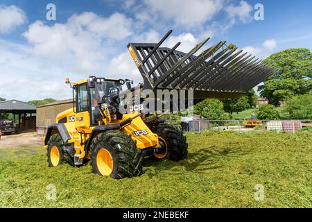 Füllen Sie die Silagebügel auf einem Milchbetrieb mit einem JCB 435S-Lader und einer Gabel, um das Gras zu verdichten. Dumfries, Scorland, Großbritannien. Stockfoto