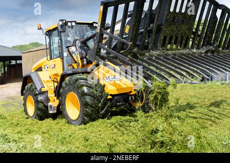 Füllen Sie die Silagebügel auf einem Milchbetrieb mit einem JCB 435S-Lader und einer Gabel, um das Gras zu verdichten. Dumfries, Scorland, Großbritannien. Stockfoto