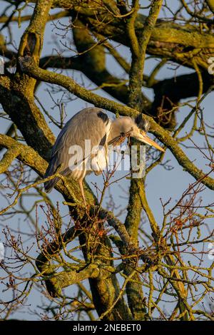 Ein grauer Reiher, hoch oben in einem Baum, kratzt einen Juckreif, während er die Landschaft untersucht. Stockfoto