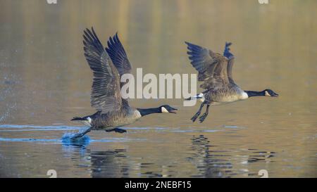 In Der Luft. Ein Paar Kanadische Gänse (branta canadensis) startete anmutig von einem See in Kent, England Stockfoto