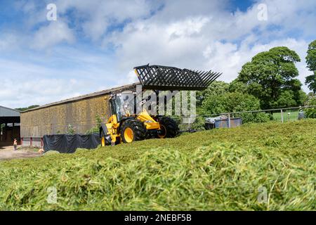 Füllen Sie die Silagebügel auf einem Milchbetrieb mit einem JCB 435S-Lader und einer Gabel, um das Gras zu verdichten. Dumfries, Scorland, Großbritannien. Stockfoto