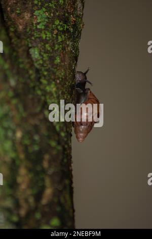 Silhouette der Riesenschnecke (Achatina fulica) auf dem Baumstamm. Durch das Tragen des Lungenwurms der Parasiten der Ratte ein ernstes Gesundheitsrisiko für den Menschen darstellen, Stockfoto