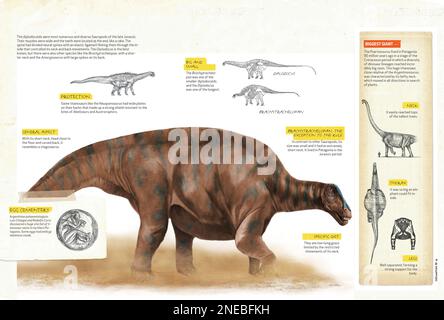 Infografiken über Diplodocoidea, eine der großen Arten von Dinosauriern, die die Erde in der Jurassezeit der Mesozoik bewohnten. [QuarkXPress (.qxp); 4842x3248]. Stockfoto