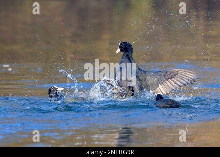 Ein Scharmützel. Während der Frühjahrsbrütung wird ein Streit zwischen den konkurrierenden männlichen eurasischen Muscheln (Fulica atra) lebhaft. Stockfoto