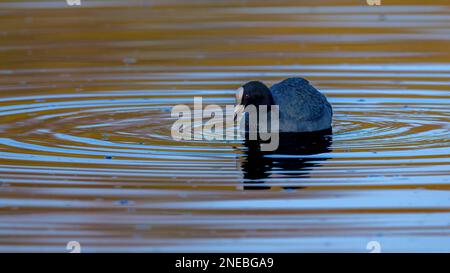 Ein männlicher Eurasischer Coot (Fulica atra) befindet sich inmitten konzentrischer blauer Ringe von Wasserwellen auf einem dunklen See. Stockfoto