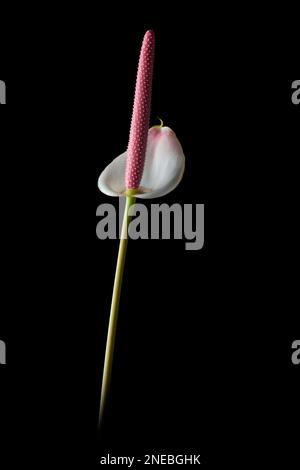 Weiße Anthuriumblume, auch bekannt als Schwanzblume, Flamingo- und Laceleaf-Blume, tropfenförmig mit rosa Spadix auf schwarzem Hintergrund Stockfoto