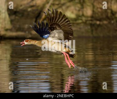 Eine ägyptische Gans (Alopochen Aegyptiaca), die an einem dunklen See in Kent, England, an Land kommt Stockfoto