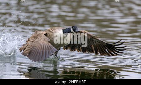 Eine Kanadische Gans (Branta canadensis) planscht ihren Weg zum Start von einem dunklen See. Stockfoto