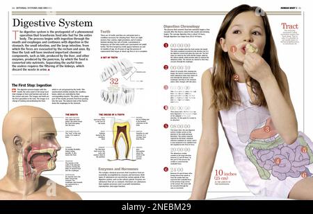 Menschliche Körperteile, aus denen das Verdauungssystem besteht, und die an der Aufnahme und Verdauung beteiligten Stufen. Es werden Mundbereich, Zahnstruktur und eine Chronologie des Verdauungsprozesses angeboten. [6259x4015]. Stockfoto