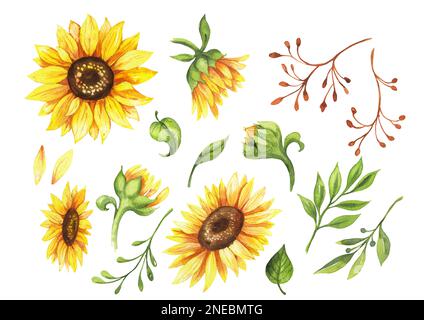 Ein Set Aquarelle Blumen Elemente Sonnenblumen Stockfoto