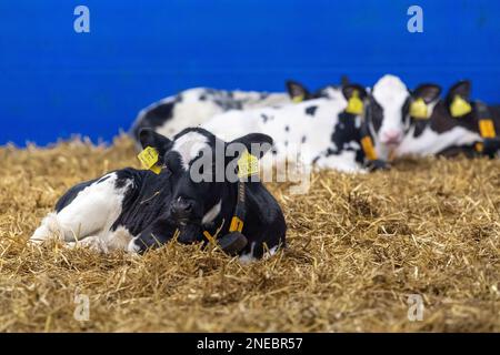 Gesunde Milchkälber auf Strohbett in einem speziell entworfenen Stall. Cumbria, Großbritannien. Stockfoto