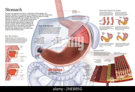 Zur Infografik der Struktur des Magens und ihrer Funktion im Verdauungssystem. [QuarkXPress (.qxp); 6259x4015]. Stockfoto