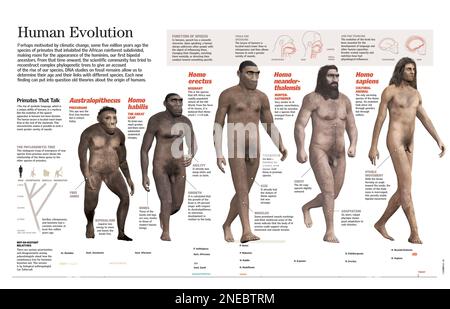 Infografik zur Evolution des Menschen, vom Australopithecus bis zum heutigen Homo sapiens. [QuarkXPress (.qxp); 6259x4015]. Stockfoto