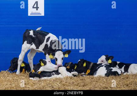 Gesunde Milchkälber auf Strohbett in einem speziell entworfenen Stall. Cumbria, Großbritannien. Stockfoto