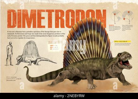 Infografiken über den dimetrodon, ein Raubtier aus der permischen Zeit der Paläozoenzeit und ein entfernter Verwandter der Säugetiere. [QuarkXPress (.qxp); 4842x3248]. Stockfoto