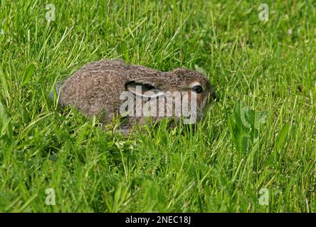 Berghasen (Lepus timidus) mit Leveret im Kurzrasen Pasvik Valley, Norwegen Juni Stockfoto