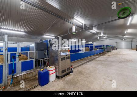 Gesunde Milchkälber auf Strohbett in einem speziell entworfenen Stall. Cumbria, Großbritannien. Stockfoto