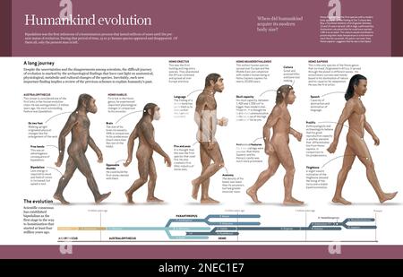 Computergrafiken über die Evolution der Menschheit vom Australopithecus zum Homo Sapiens (von 4 Millionen Jahren bis vor 150.000 Jahren). [Adobe InDesign (.indd); 4960x3188]. Stockfoto